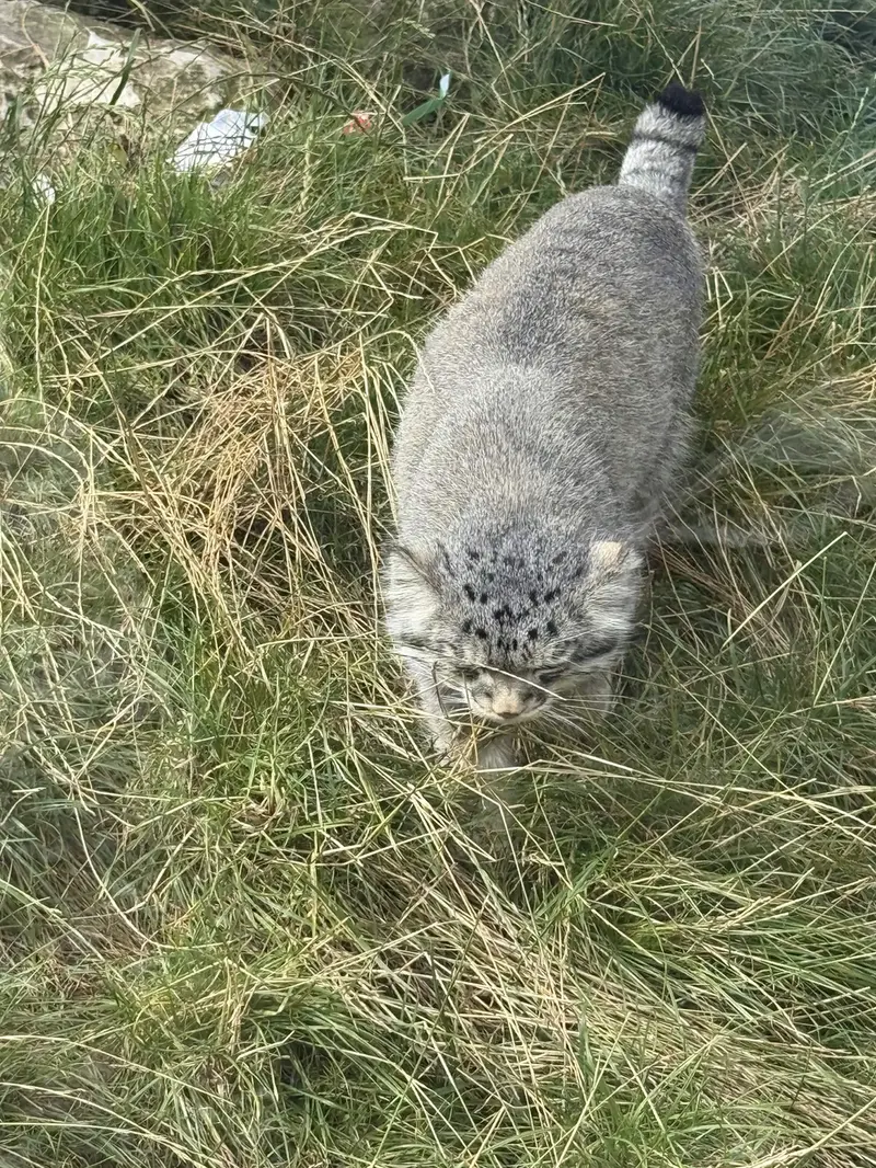 A photograph of Akiko in Edinburgh Zoo