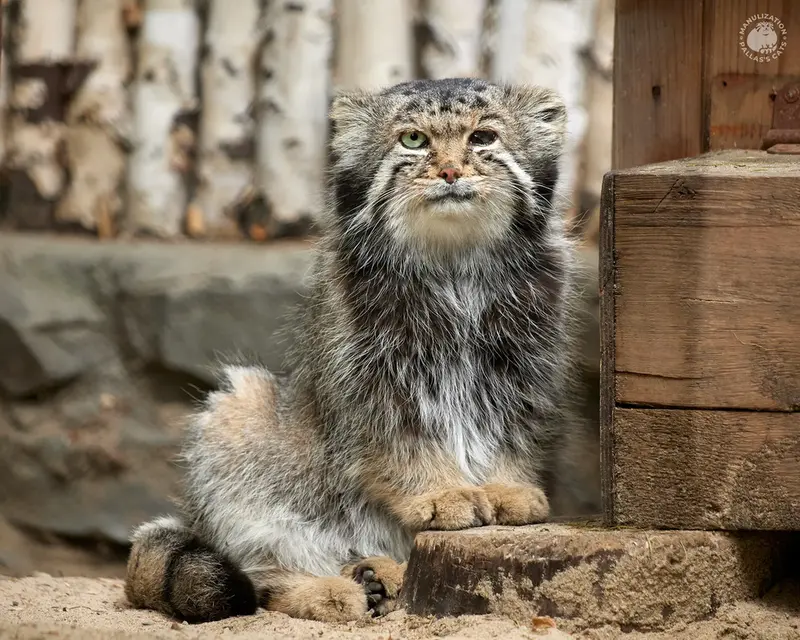 A photograph of Karaganda in Novosibirsk Zoo