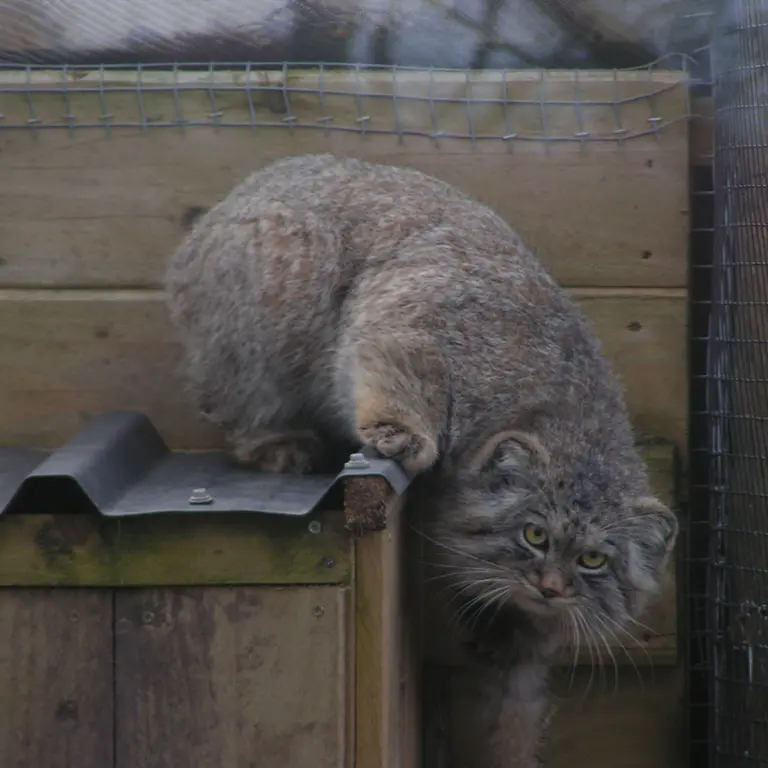 A photograph of Altai in The Lakeland Wildlife Oasis