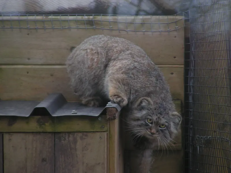 A photograph of Altai in The Lakeland Wildlife Oasis