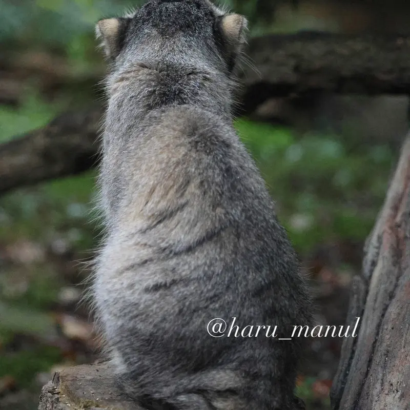 A photograph of Nagomu in Nasu Animal Kingdom