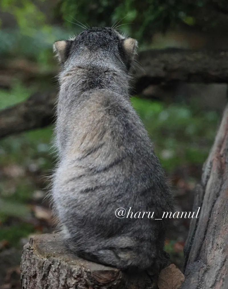 A photograph of Nagomu in Nasu Animal Kingdom
