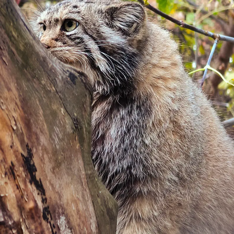 A photograph of Eve in Novosibirsk Zoo