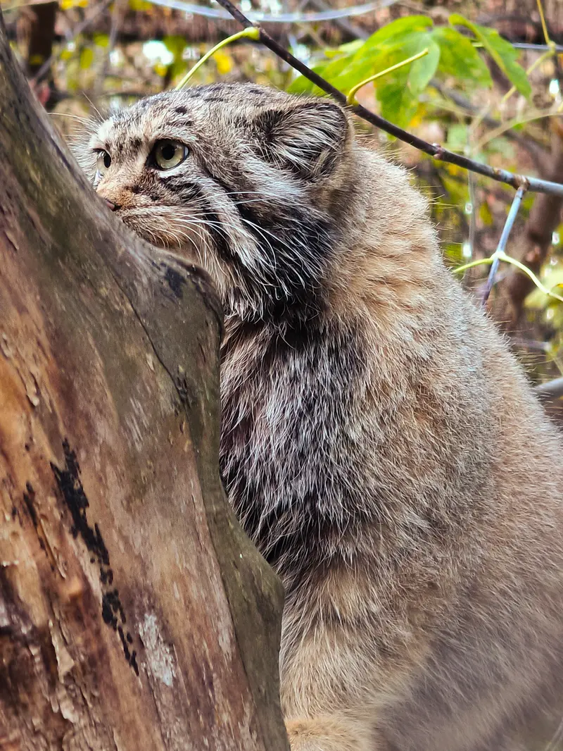 A photograph of Eve in Novosibirsk Zoo