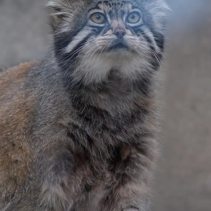 A photograph of Grusha in Asahiyama Zoo