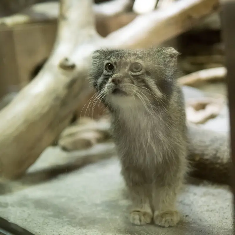 A photograph of Klyon in Ueno Zoological Gardens
