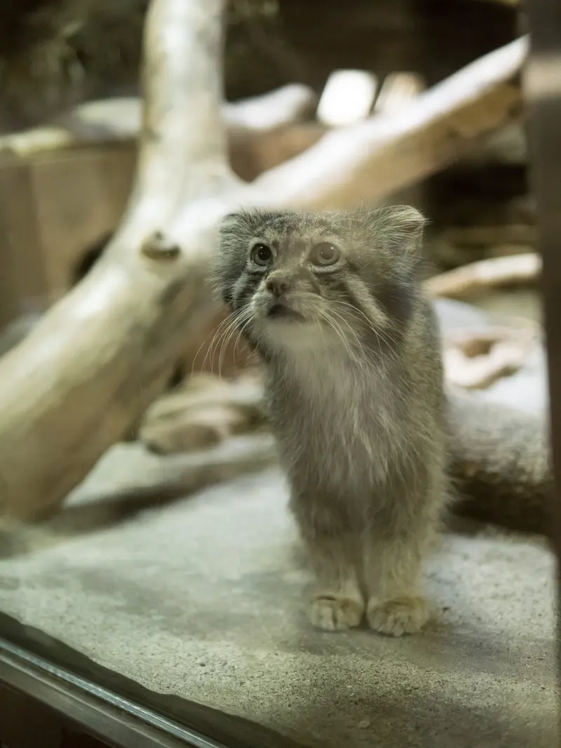 A photograph of Klyon in Ueno Zoological Gardens