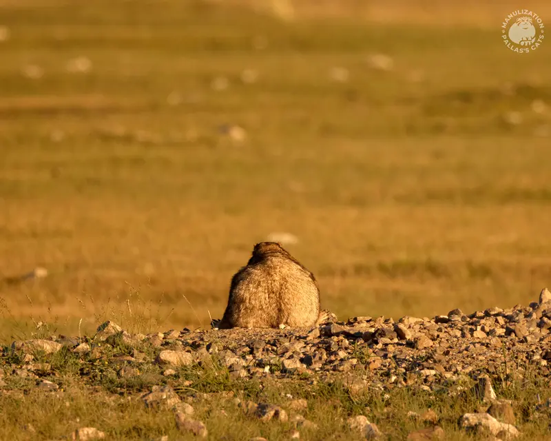 A photograph of a Pallas's cat
