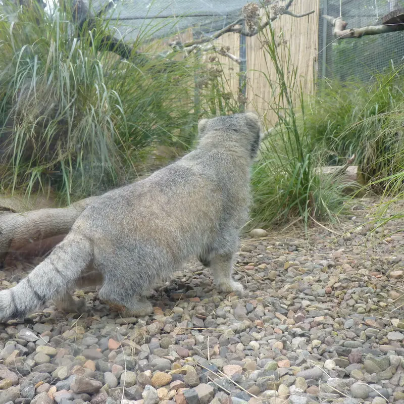 A photograph of Akiko in Edinburgh Zoo