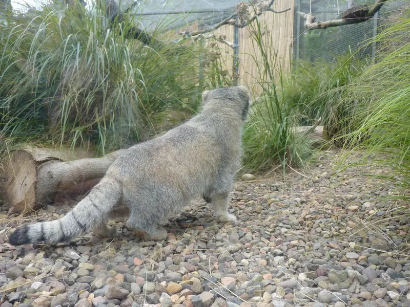 A photograph of Akiko in Edinburgh Zoo