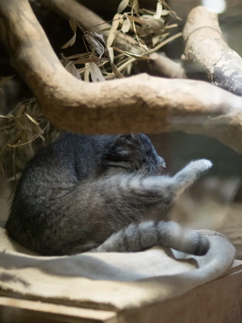 A photograph of Klyon in Ueno Zoological Gardens