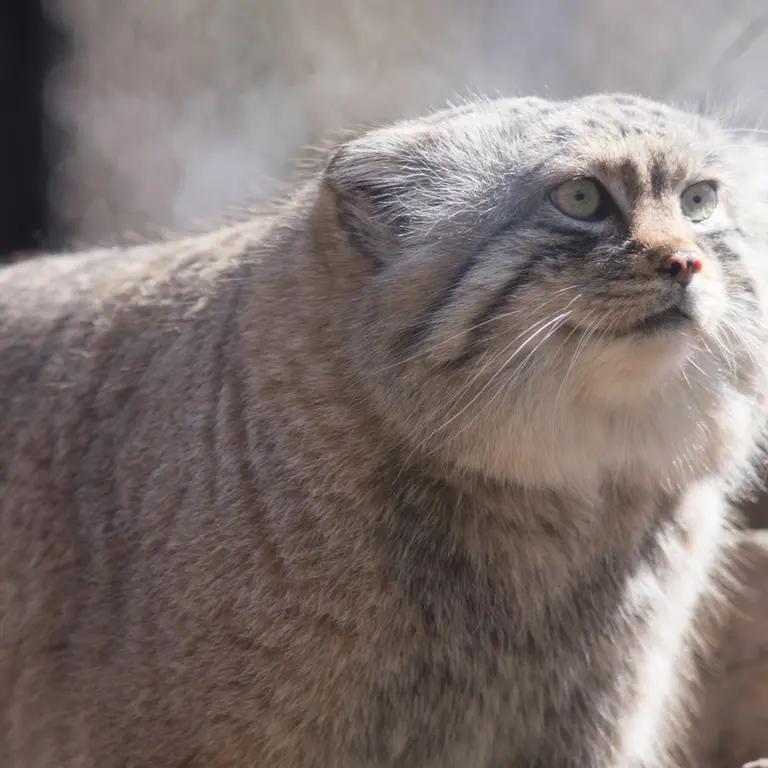 A photograph of Lotos in Saitama Children's Zoo