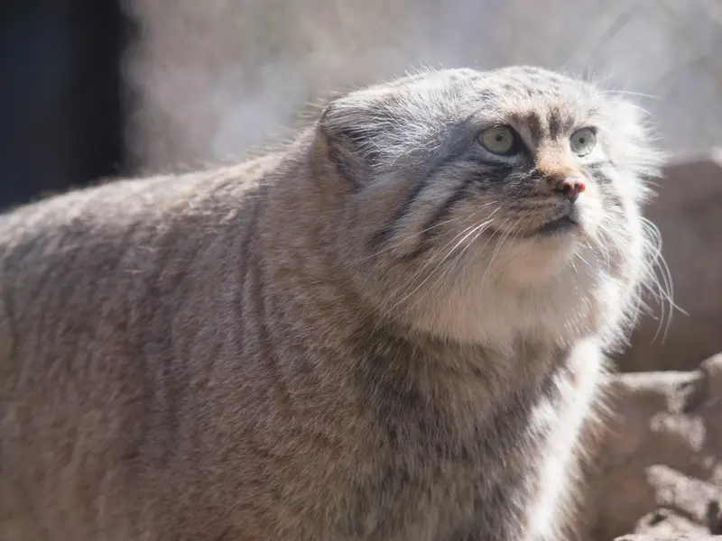 A photograph of Lotos in Saitama Children's Zoo