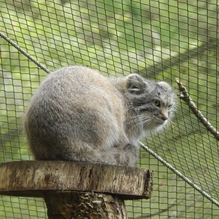 A photograph of Altai in Tregomeur Zoo