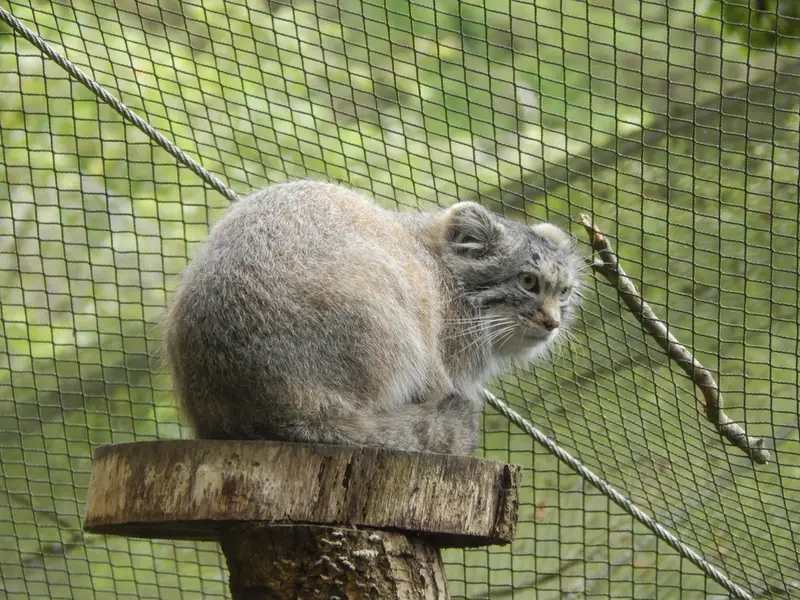 A photograph of Altai in Tregomeur Zoo