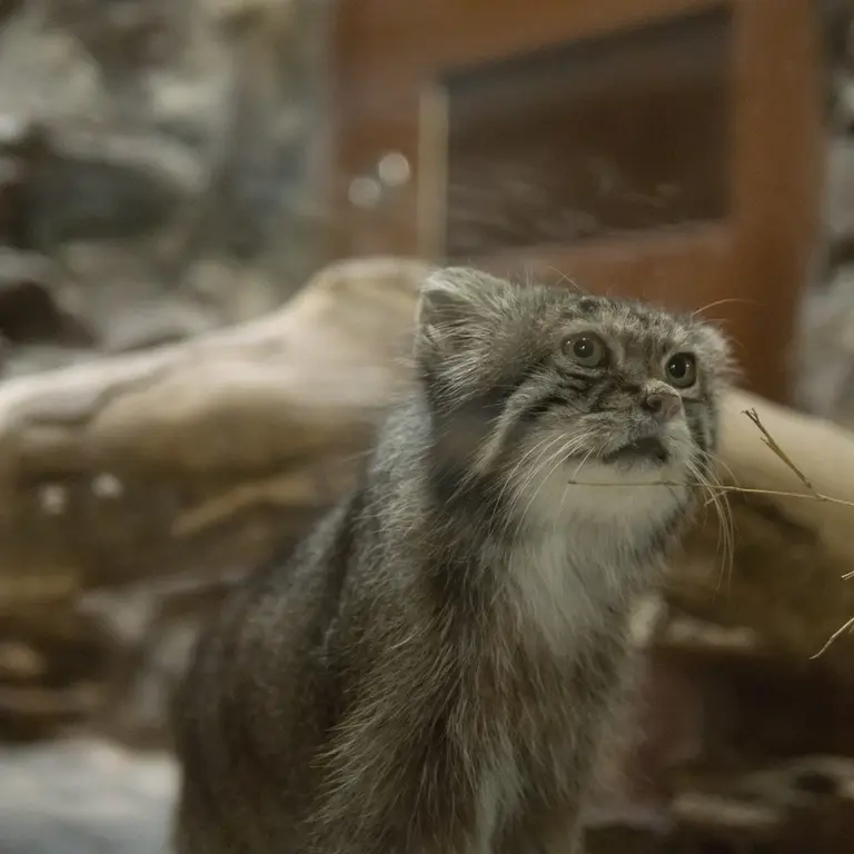 A photograph of Klyon in Ueno Zoological Gardens