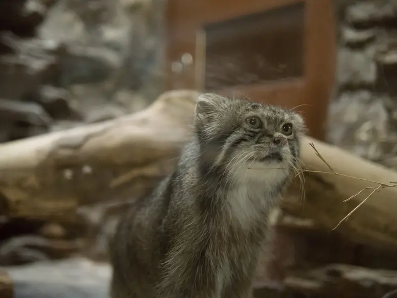 A photograph of Klyon in Ueno Zoological Gardens