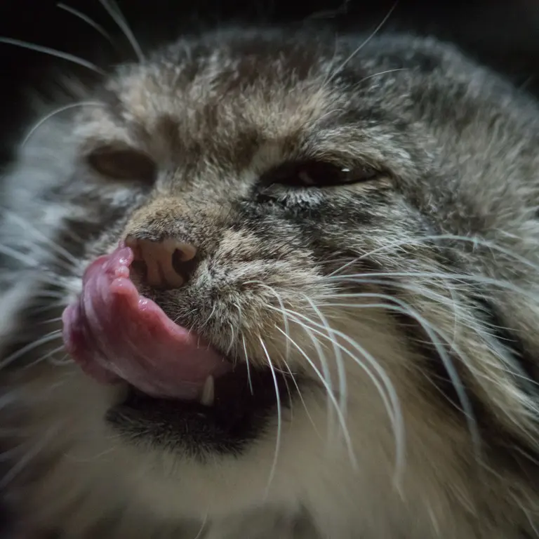 A photograph of Primula in Ueno Zoological Gardens