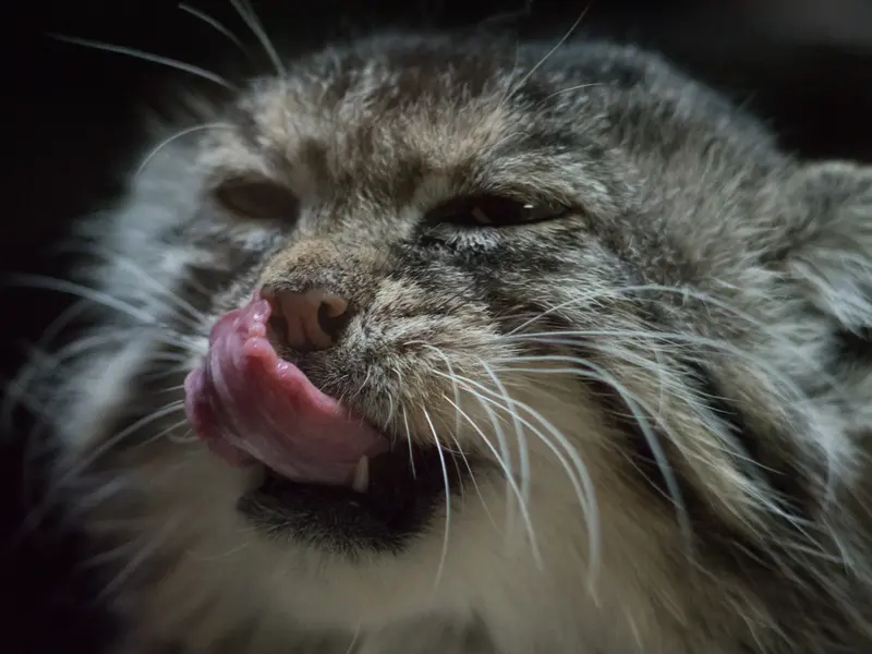 A photograph of Primula in Ueno Zoological Gardens