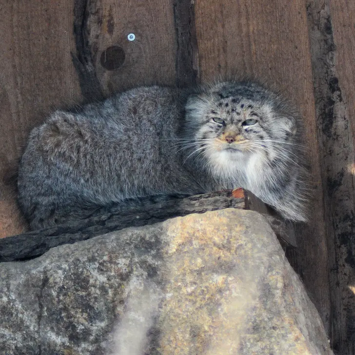 A photograph of Hami in Görlitz Zoo