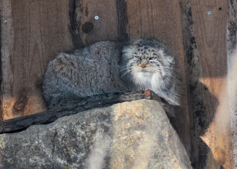 A photograph of Hami in Görlitz Zoo