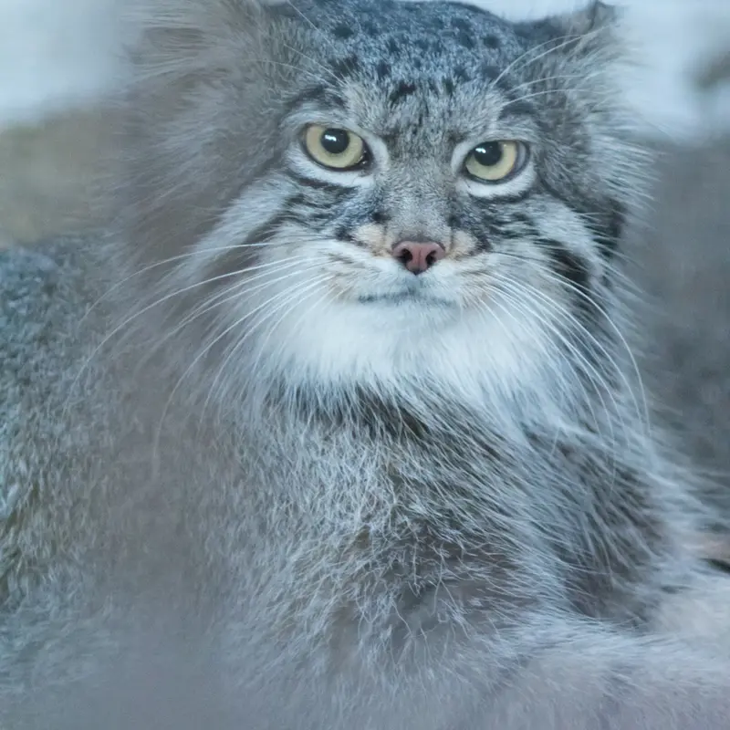 A photograph of Figa in Nogeyama Zoo