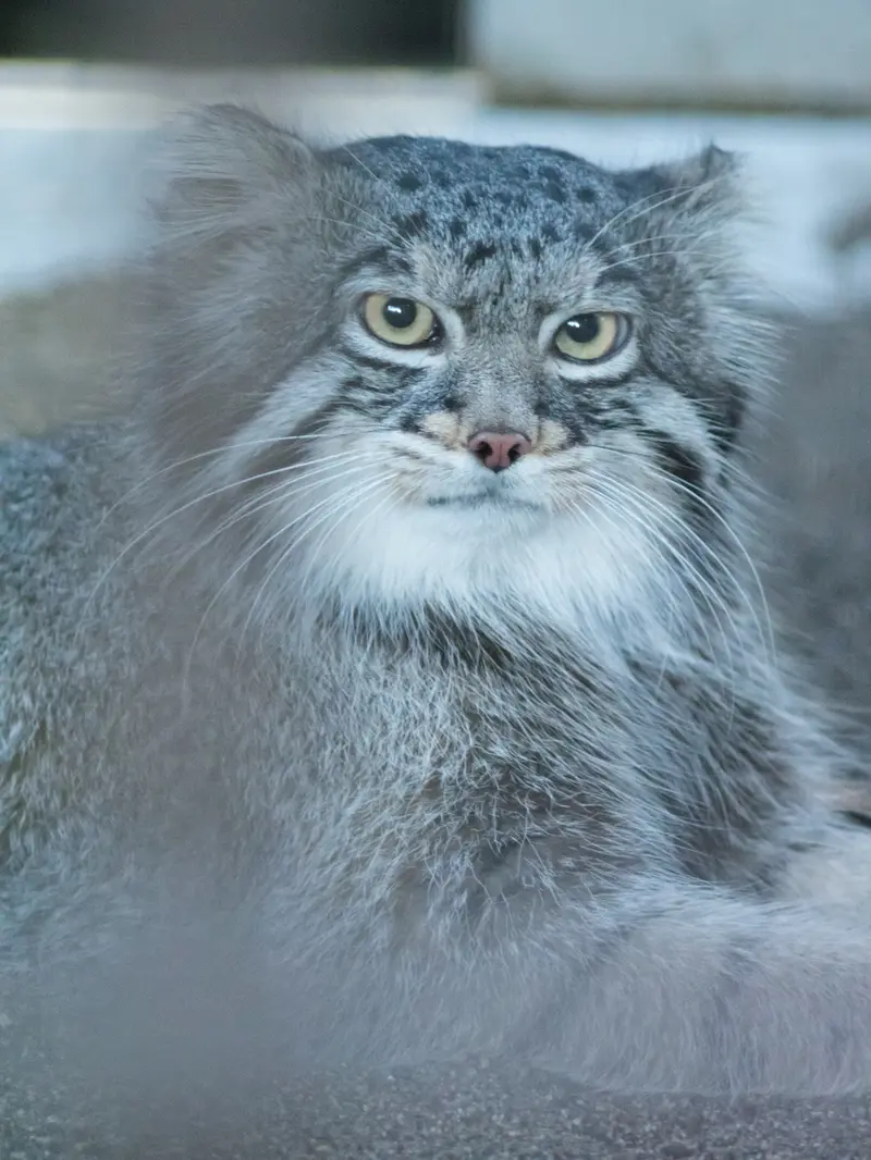 A photograph of Figa in Nogeyama Zoo