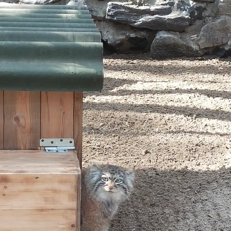 A photograph of a Pallas's cat in Novosibirsk Zoo