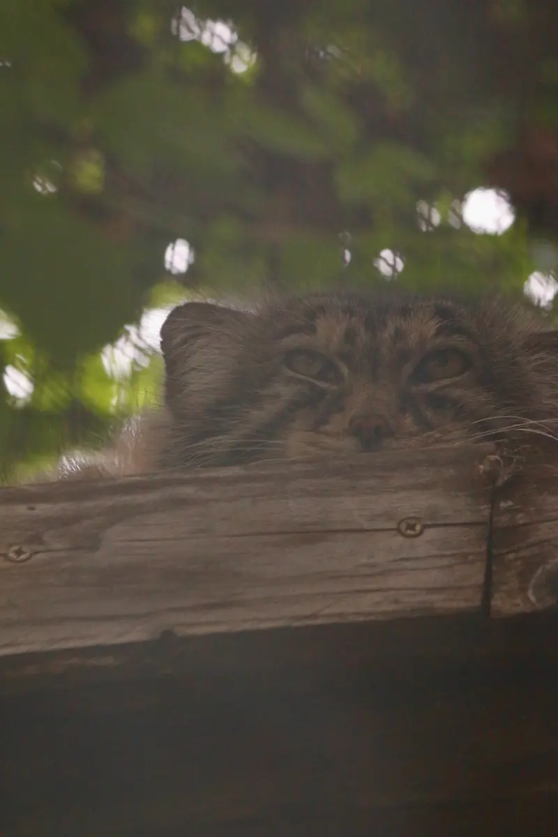 Bohus, Lucy and Kitten of Lucy b. 2026-second time documented?