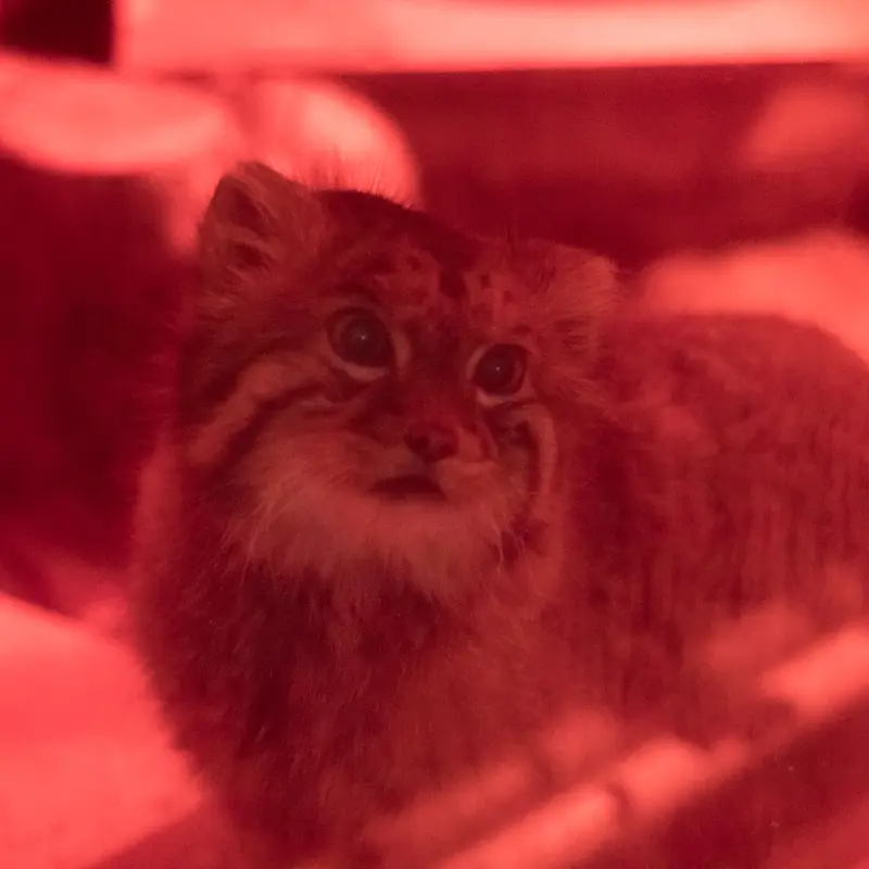 A photograph of Naim in Ueno Zoological Gardens