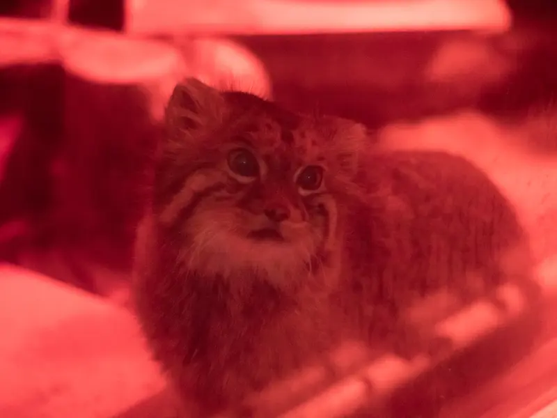 A photograph of Naim in Ueno Zoological Gardens