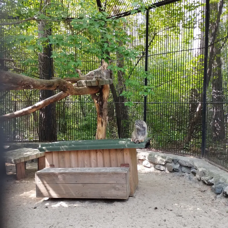 A photograph of a Pallas's cat in Novosibirsk Zoo
