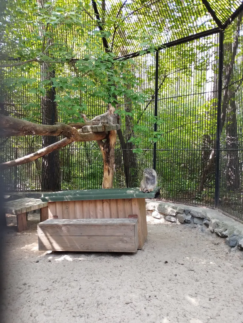 A photograph of a Pallas's cat in Novosibirsk Zoo