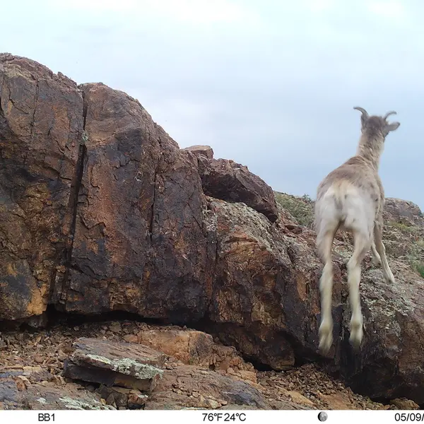 A photograph of Argali from Aktas-Kunkora camera trap