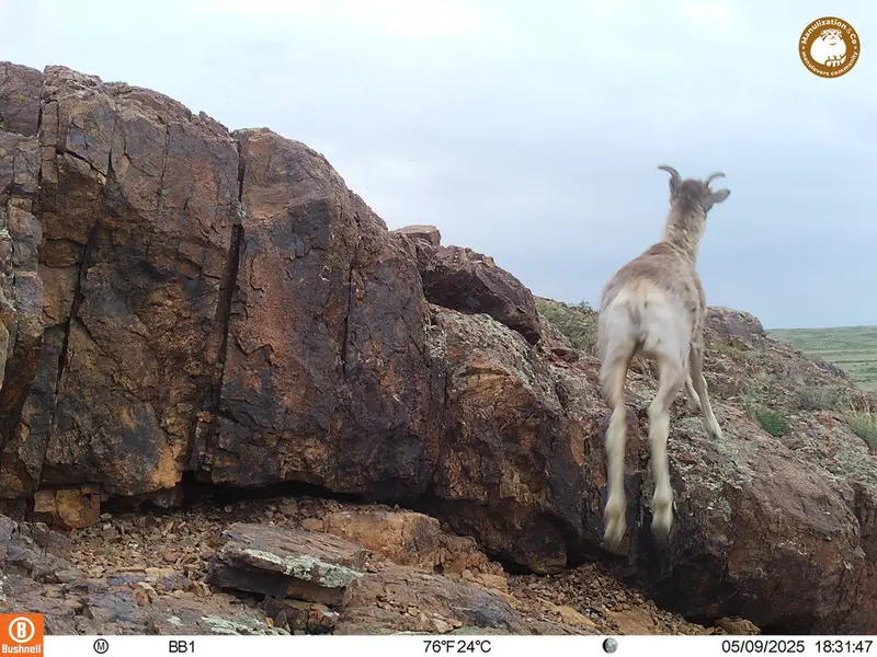 A photograph of Argali from Aktas-Kunkora camera trap