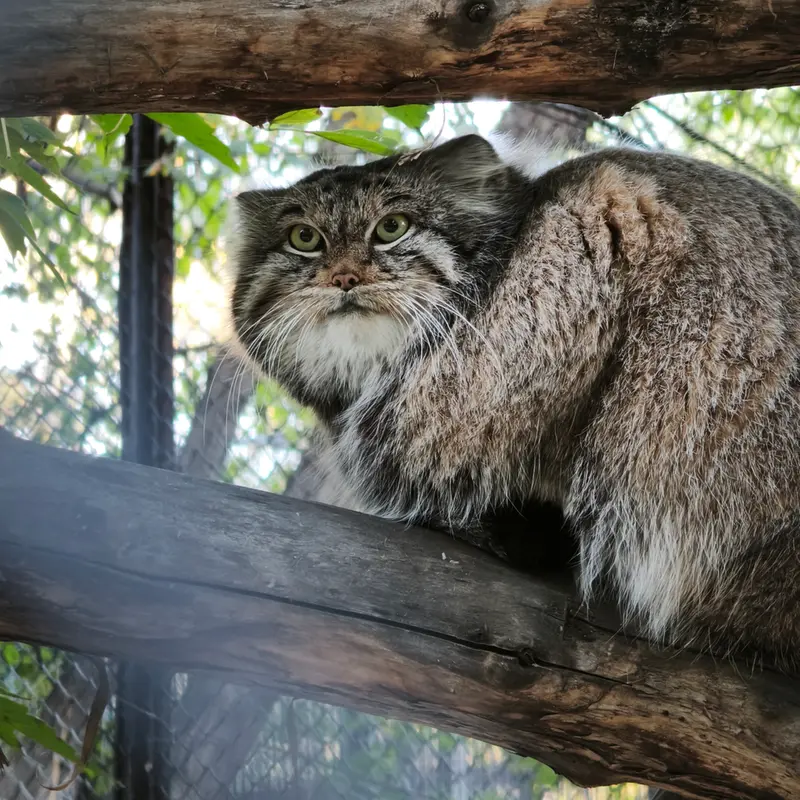 A photograph of Snezhinka in Novosibirsk Zoo