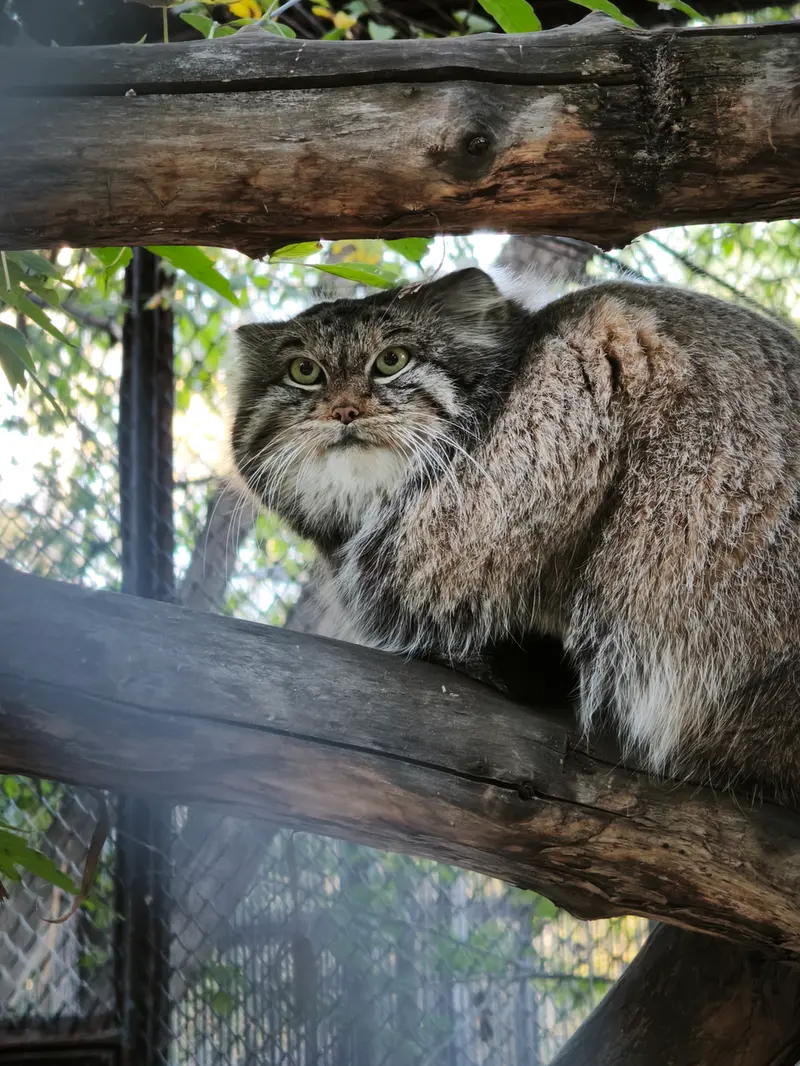 A photograph of Snezhinka in Novosibirsk Zoo