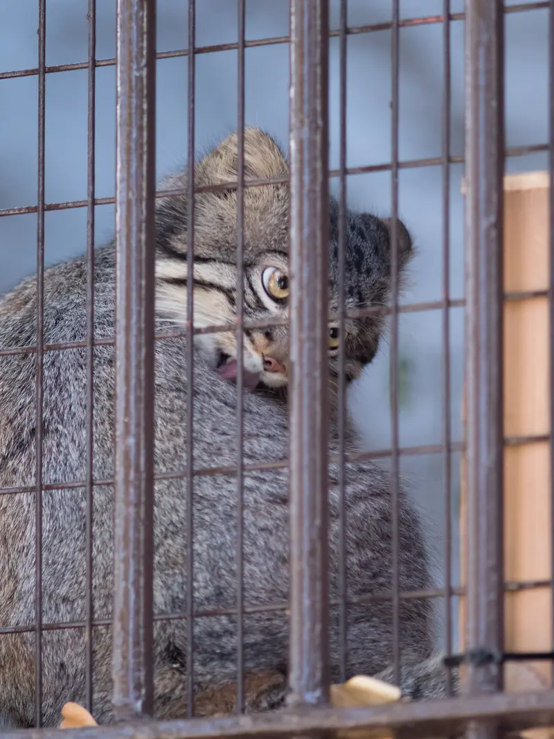 A photograph of Figa in Nogeyama Zoo