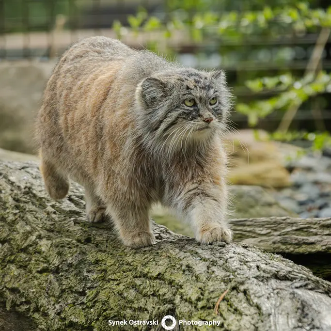 A photograph of Moira in Ostrava Zoo