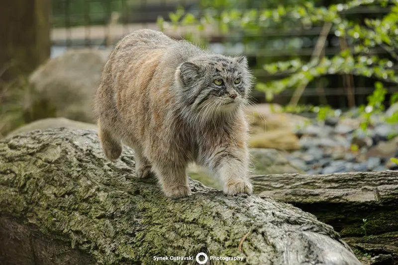 A photograph of Moira in Ostrava Zoo