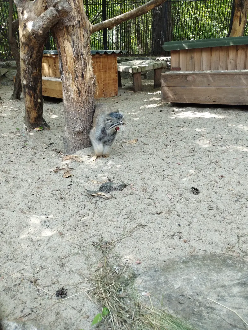 A photograph of a Pallas's cat in Novosibirsk Zoo