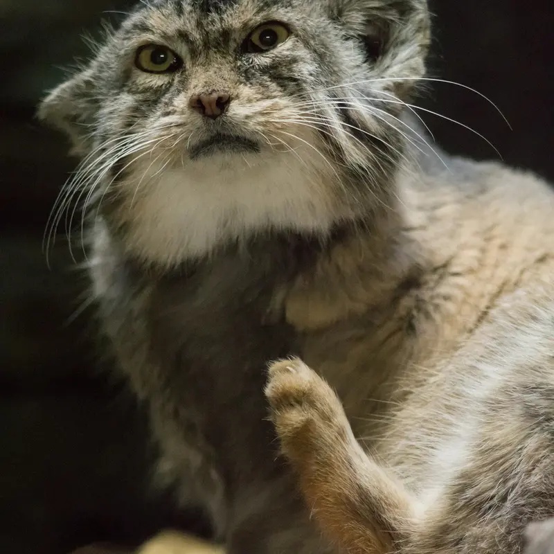 A photograph of Primula in Ueno Zoological Gardens