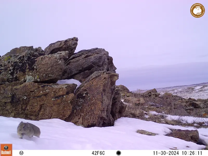 A photograph of Pika from Karashoky camera trap