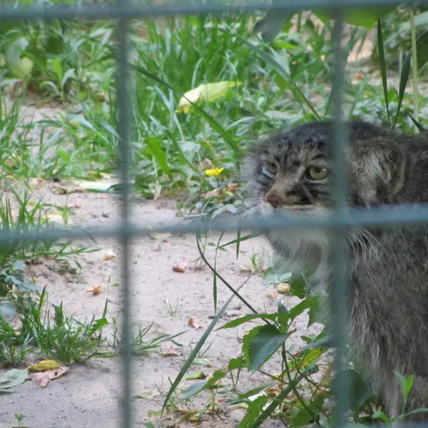A photograph of a Pallas's cat in Tierpark Berlin
