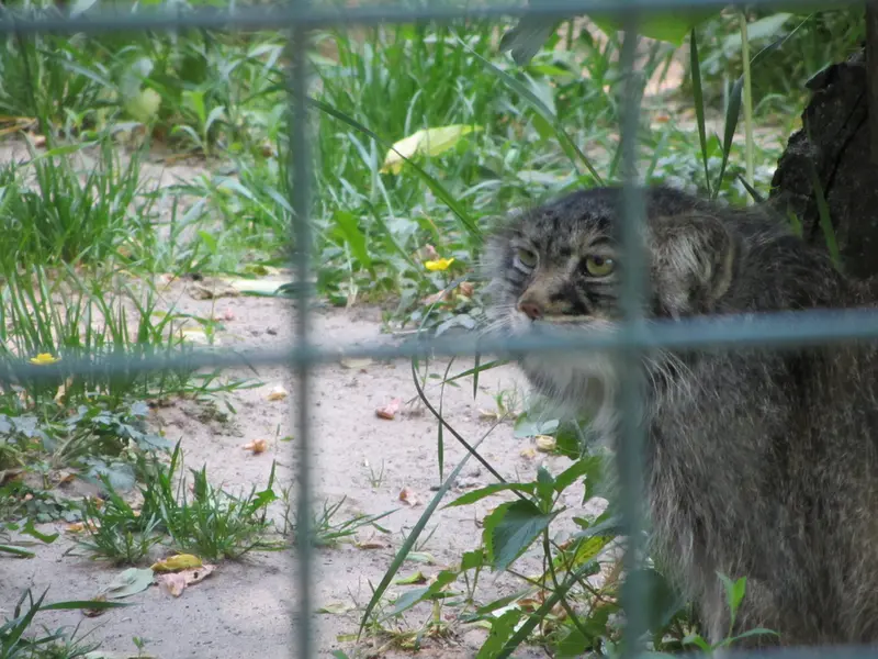 A photograph of a Pallas's cat in Tierpark Berlin