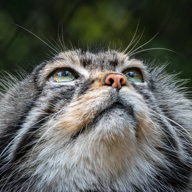 A photograph of George in Novosibirsk Zoo
