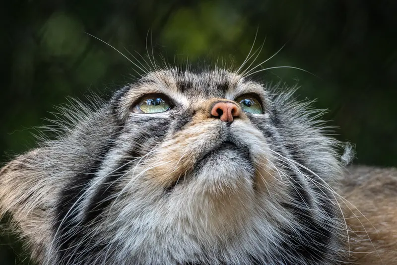 A photograph of George in Novosibirsk Zoo