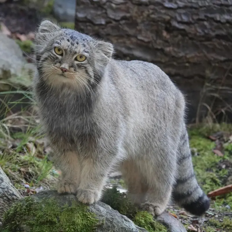 A photograph of Qatti-Matti in Nordens Ark