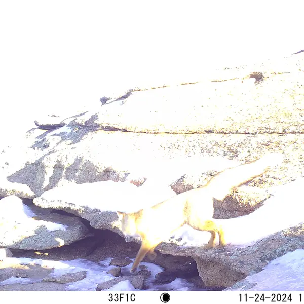 A photograph of Red fox from Bektauata 1 camera trap
