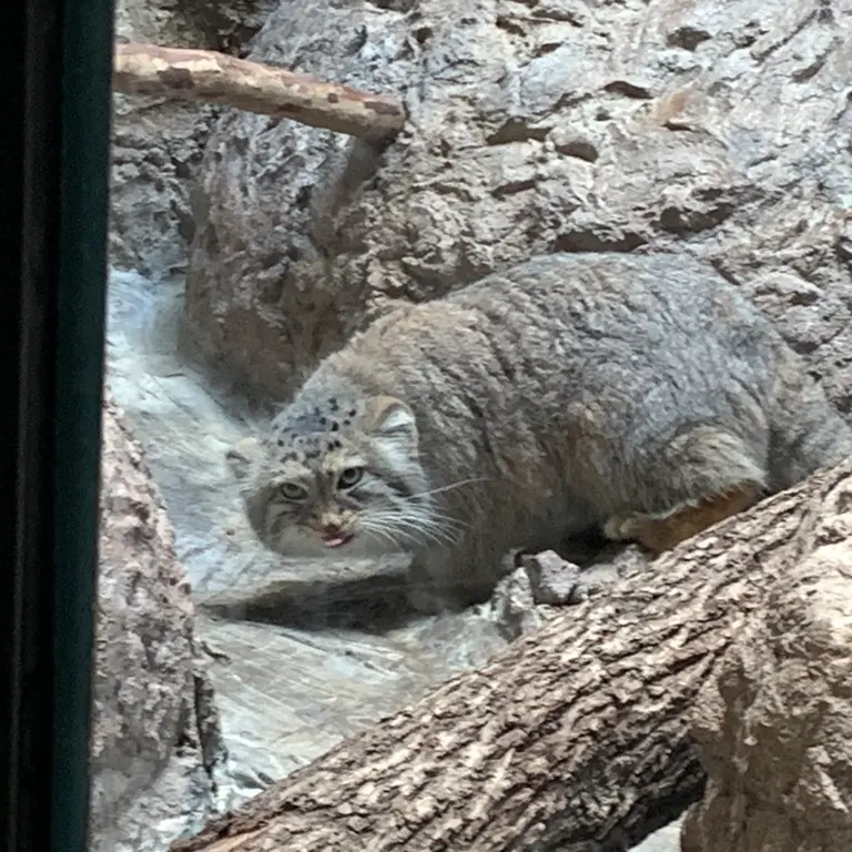 A photograph of Mischa in Birmingham Zoo